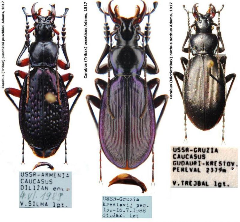 Carabus (Tribax) puschkini puschkini Adams, 1817 (2).JPG