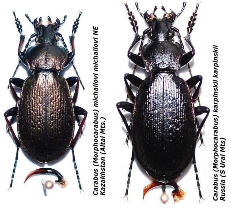 Carabus (Morphocarabus) michailovi michailovi NE Kazakhstan (SAltai Mts.).JPG