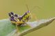 Miramella_alpina_1024.jpg