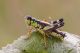 Miramella_alpina1_1024.jpg