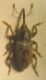 Tychius 001 A.jpg