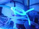 UV_31-08-2015_Fu_005.JPG