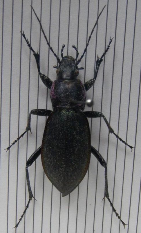 Carabus (Lux. 07-2009).jpg