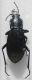 Carabus (Bordeaux 31-08-2014).jpg
