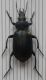Calosoma auropunctatum.jpg