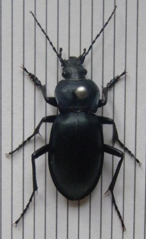 Carabus glabratus.jpg