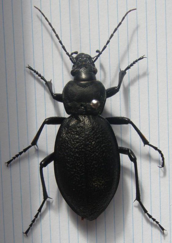 Carabus coriaceus (Lux., on tree).jpg