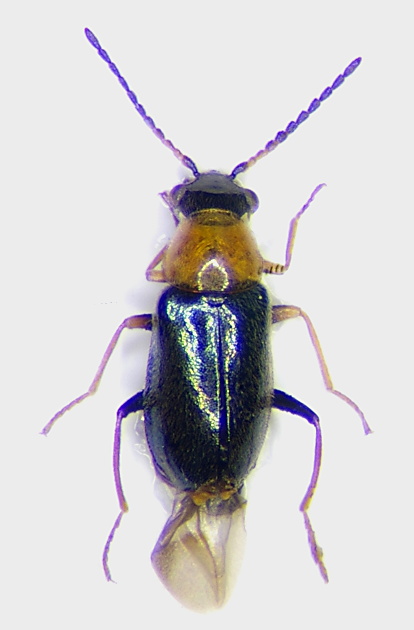 Ebaeus humilis Masch.jpg