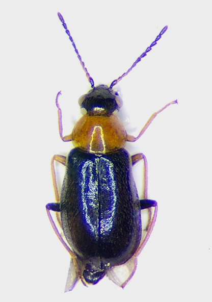 Ebaeus humilis Femm.jpg