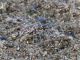 Cylindera (Eugrapha) trisignata 2.JPG