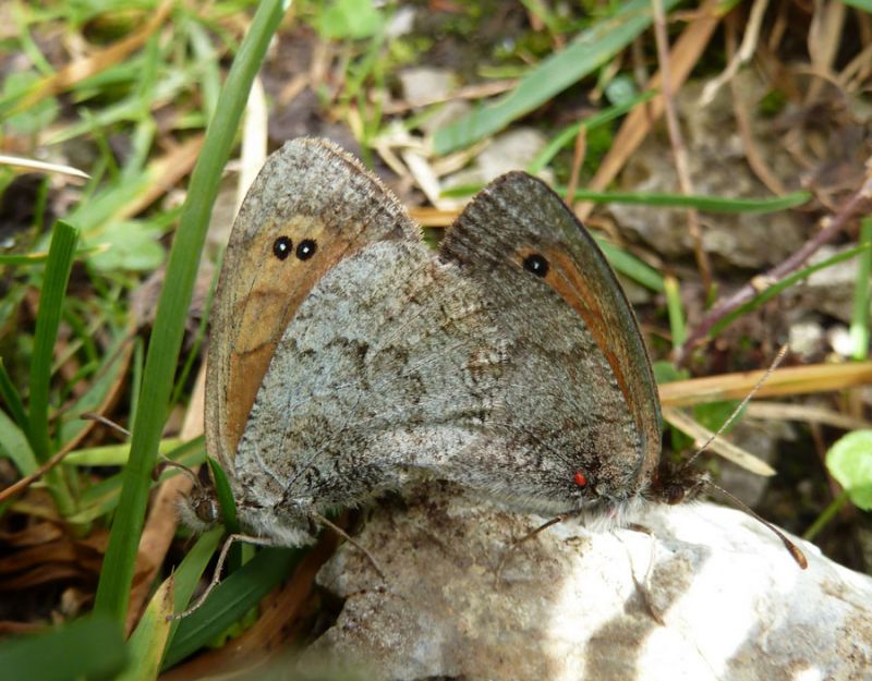 Erebia nivalis.JPG