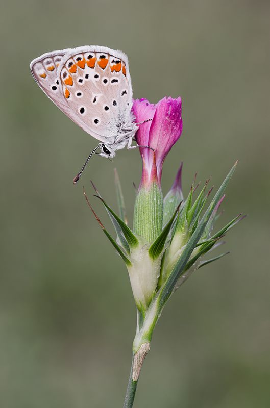 Polyommatus icarus.jpg