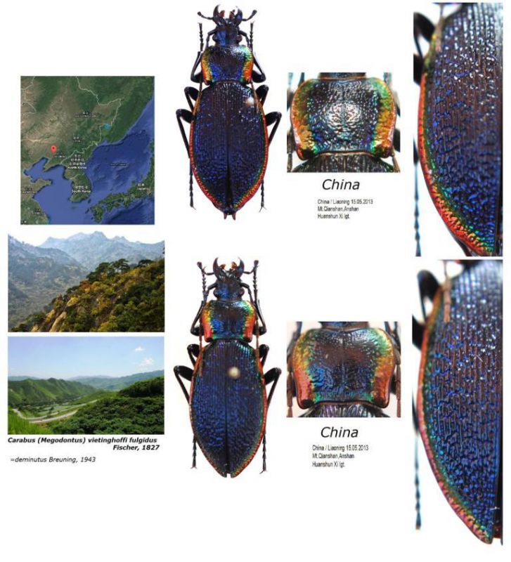 Carabus (Megodontus) vietinghoffi ssp. - Kopie.JPG