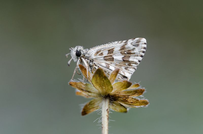 Pyrgus-su-fiore-giallo.jpg