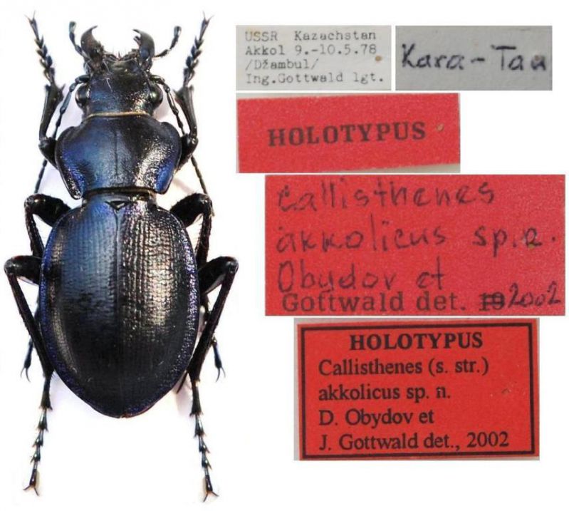 Callisthenes akkolicus  Obydov & Gottwald, 2002 - Kopie.JPG