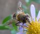 Fiori_di_Aster_con_ape_02.JPG