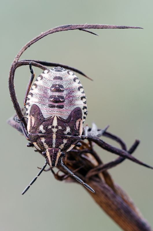 Carpocoris da id!!!.jpg