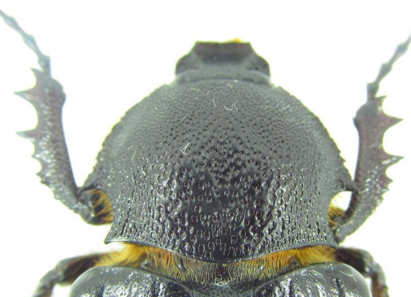 Scarabaeidae 39mm 04-09-2015 Urla-4.jpg