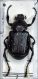 Gnorimus_sp.jpg