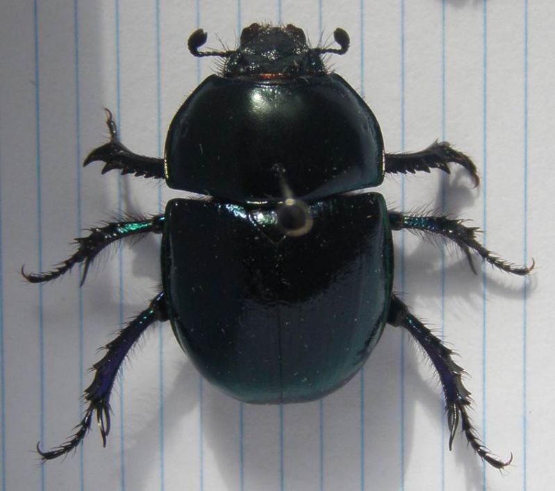 Trypocopris vernalis or Anoplotrupes stercorosus (Lux.).jpg