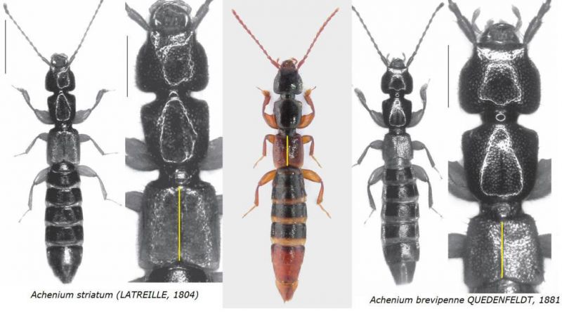 Achenium striatum (LATREILLE, 1804).jpg