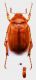 Firminus procerus (Baudi, 1870) - Kopie.JPG