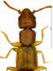 Hypomedon debilicornis.jpg