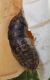 Lymantriidae pupa.JPG