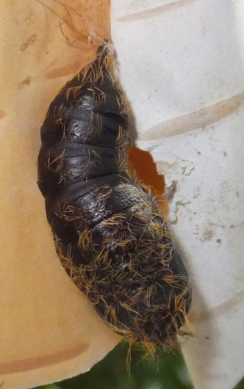 Lymantriidae pupa.JPG