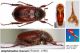 Amphimallon fuscum (Scopoli, 1786) - Kopie.JPG