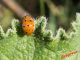 Henosepilachna argus 12_07_2015 IMG_6741.jpg