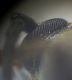 Arhopalus 2.jpg