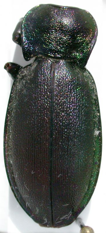 Carabus.jpg