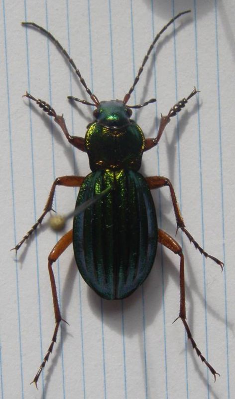 Carabus auratus (Lux).jpg