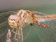 Maccarese_16-09-2015_OL_003.JPG