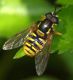Chrysotoxum 13 Aprile 2010 023 Visualizzazione Posta elettronica - Rapida.jpg