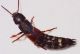 Staphylinus erythropterus1.JPG