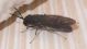 Unidentified winged black insect 02.JPG