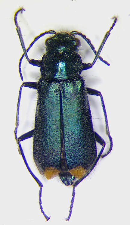 Malachius lusitanicus f.jpg