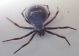 Araneidae2.jpg