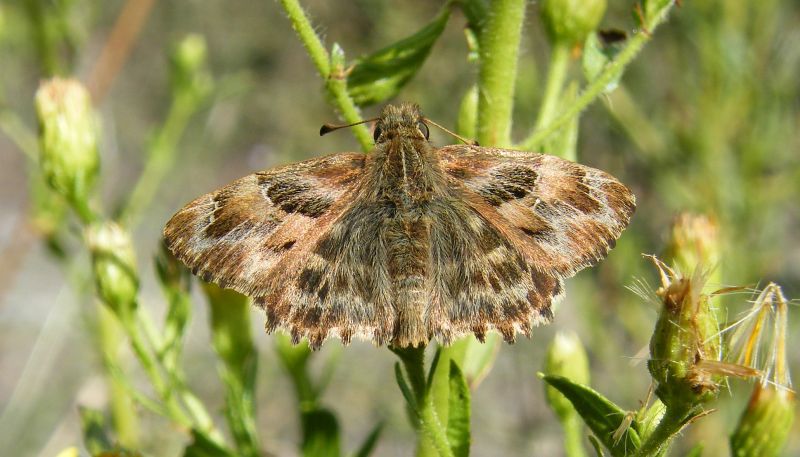 Hesperiidae da ID 05.jpg