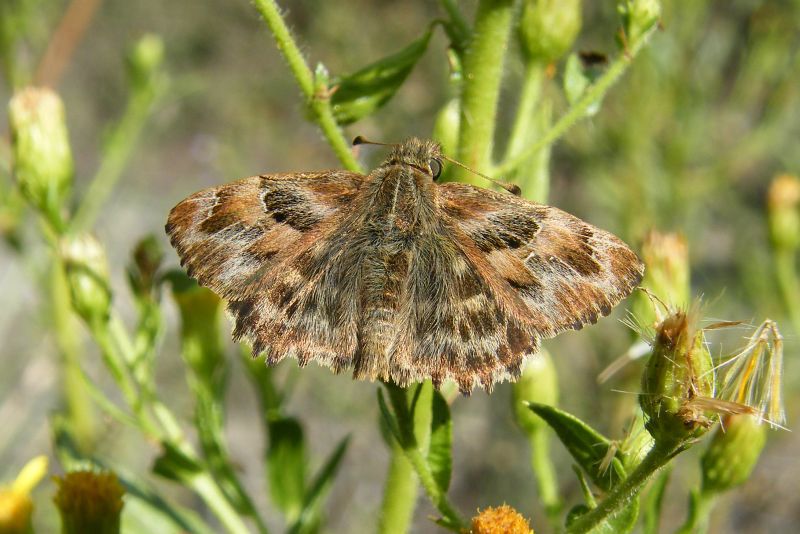 Hesperiidae da ID 06.jpg