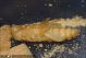 Pupe_Cerrambycidae_1439.jpg