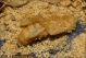Pupe_Cerrambycidae_1433.jpg