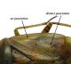 Lygus punctatus part.jpg