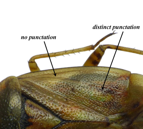 Lygus punctatus part.jpg