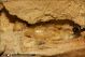 Pupe_Cerrambycidae_1443.jpg