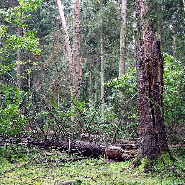 Monochamus sartor urussovi_01a.jpg