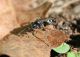 LameSesia_20150920_127_1000.jpg