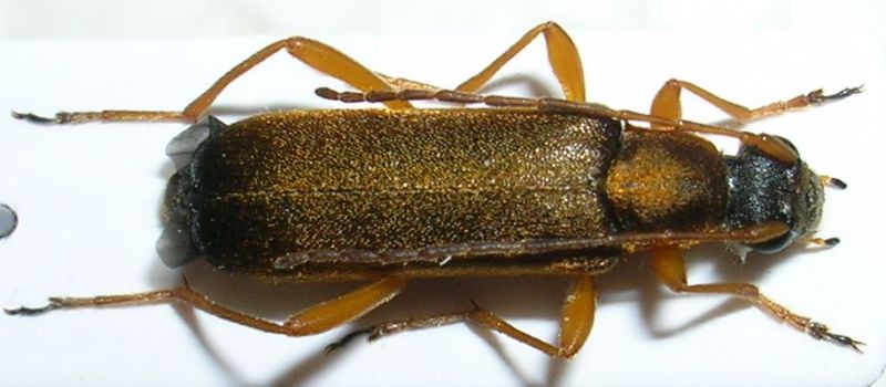 Grammoptera ustulata.jpg